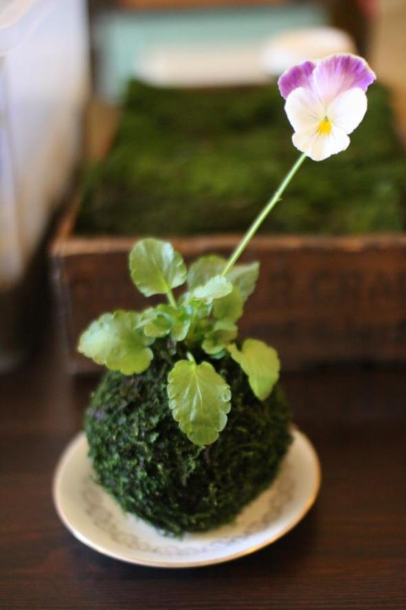 Kokedama: piante pensili senza vaso