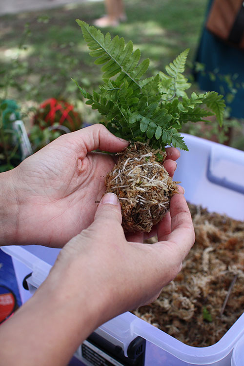 Kokedama: piante pensili senza vaso